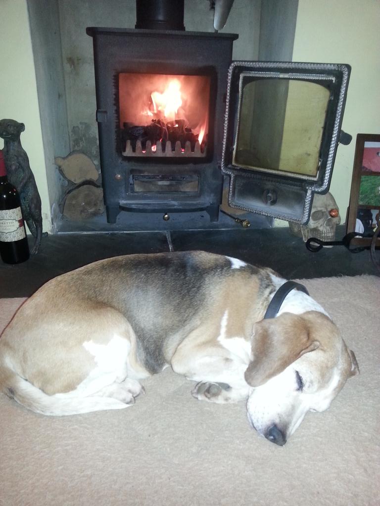 beagle on fire