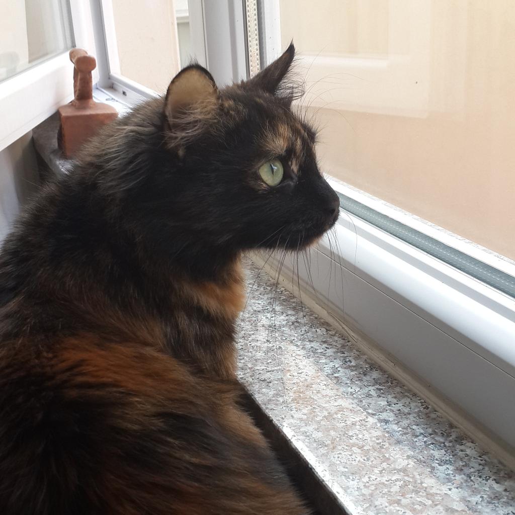 Ben özlemedim ki seni kedi özledi 
Çağır onu gelsin diye bana kedi söyledi