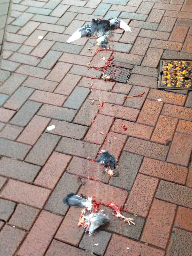 BeauBeagle02's tweet photo. Dont fuck with me @PigeonJon http://t.co/wuRu0DuG0b