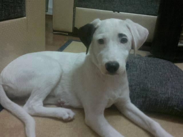 Dişi yaklaşık 8 9 aylık bir köpek yuva arıyor.
İletişim: 0553 335 26 60
Bu kızımıza yuvanızı açar mısınız?