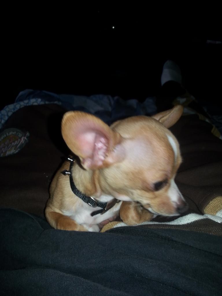 PolkCp's tweet photo. Tiny loc http://t.co/joiMmBsSdt