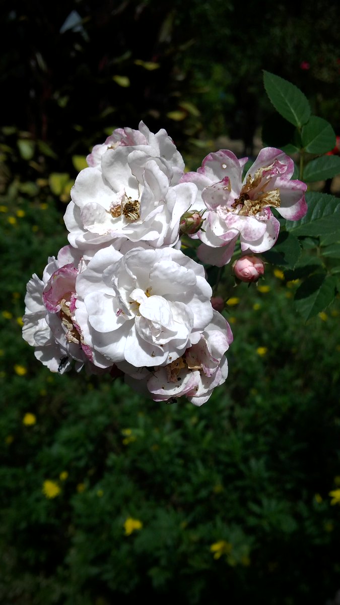 mydecemberstar's tweet image. Good Morning! :) #FirstOfFebruary #enjoyeverydayhappiness #traveldiary #summercapital #cityofpines