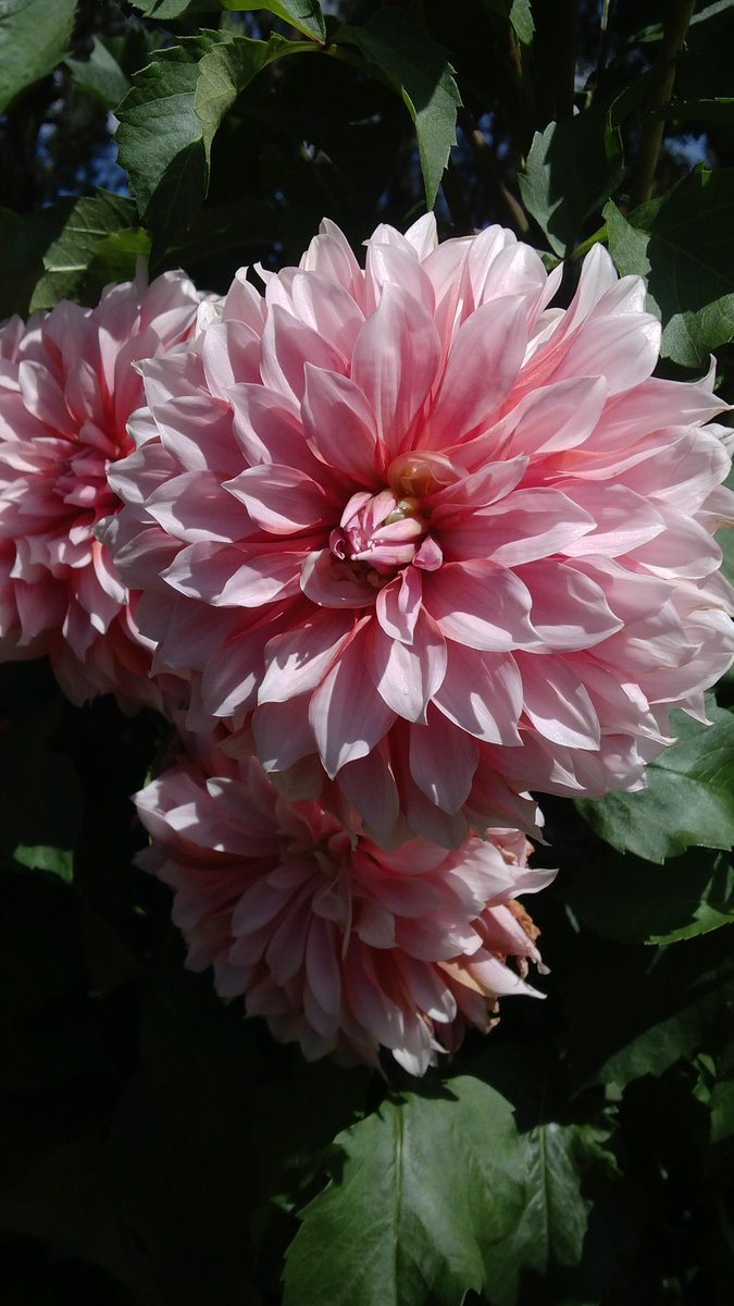 mydecemberstar's tweet image. Good Morning! :) #FirstOfFebruary #enjoyeverydayhappiness #traveldiary #summercapital #cityofpines