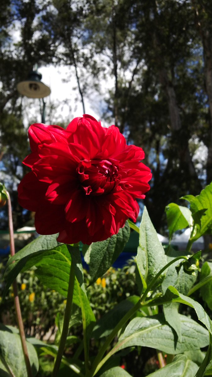 mydecemberstar's tweet image. Good Morning! :) #FirstOfFebruary #enjoyeverydayhappiness #traveldiary #summercapital #cityofpines