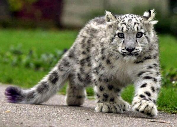 _Paisajes_'s tweet photo. Preciosa cría de leopardo de las nieves. http://t.co/lCk1tGKlbA