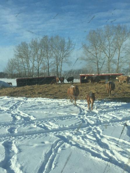 10Kuder's tweet photo. New fresh bed after snowstorm. #farm365 #fallcalvers http://t.co/FI3BHjmdmn