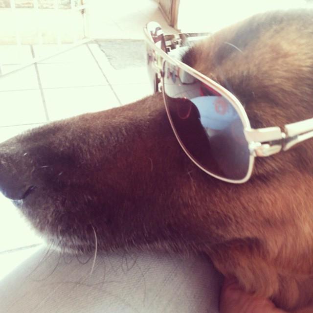 Mr. Cool II 😎 #betterpetowners