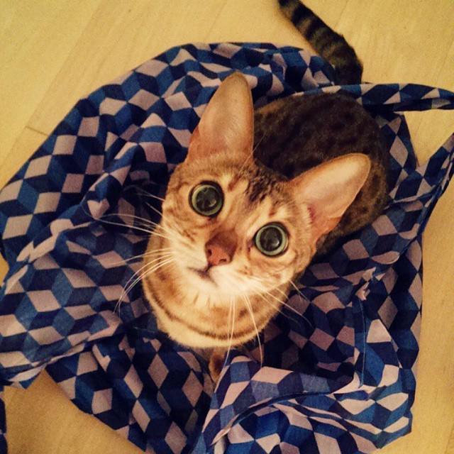 How cute is she! 😍 #betterpetowners