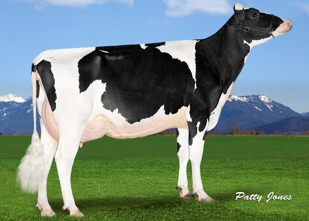 Shockwave1261's tweet photo. Great day picturing mostly @SelectSiresInc GenerVations daughters! Lexor Zula VG 85 2YR and Karynna Lexor VG 85 2YR http://t.co/a0G1u8okLl