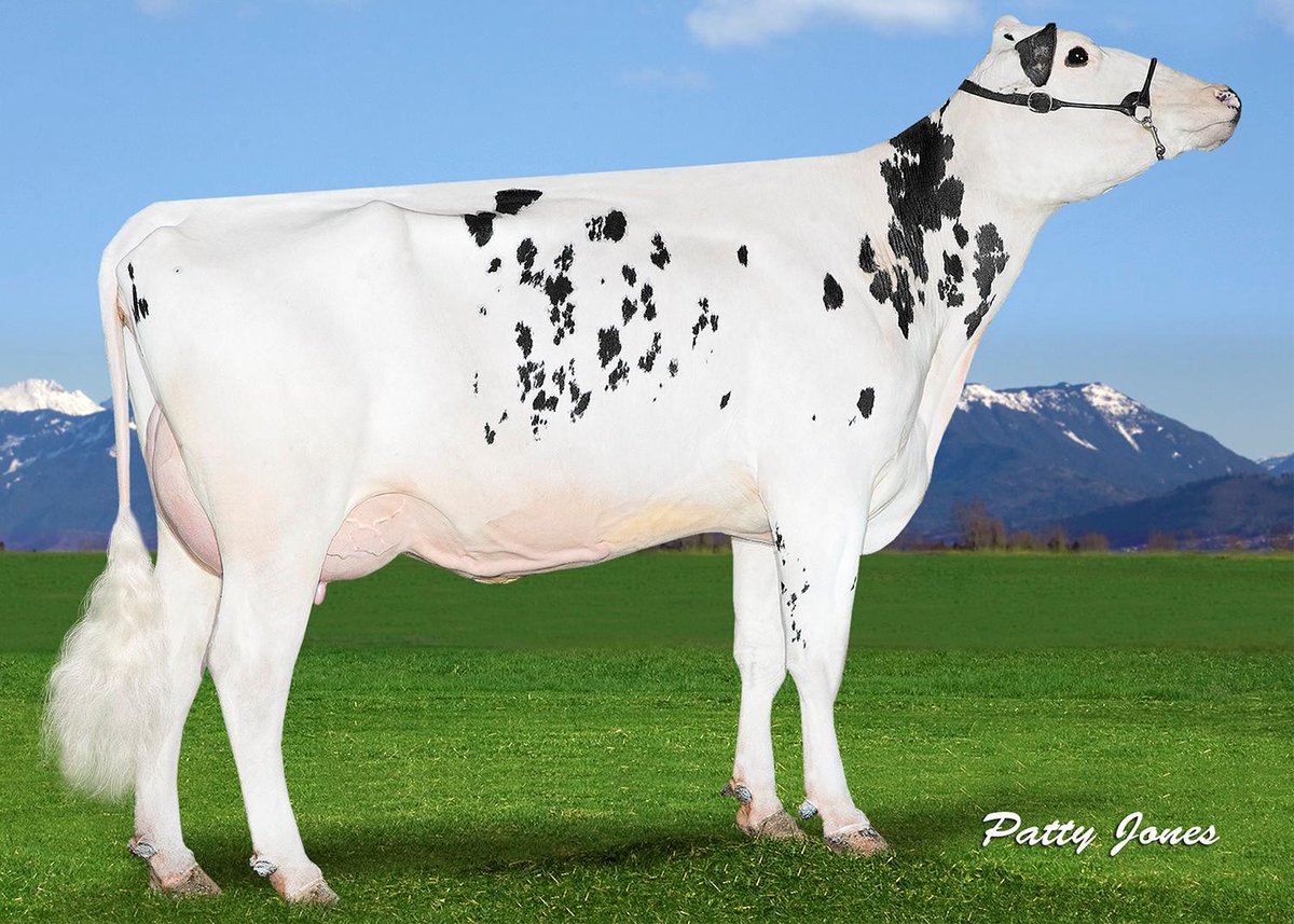 Shockwave1261's tweet photo. Great day picturing mostly @SelectSiresInc GenerVations daughters! Krystaleen Epic VG 86 2YR @CedarwalFarms http://t.co/fTiFyDiK7k