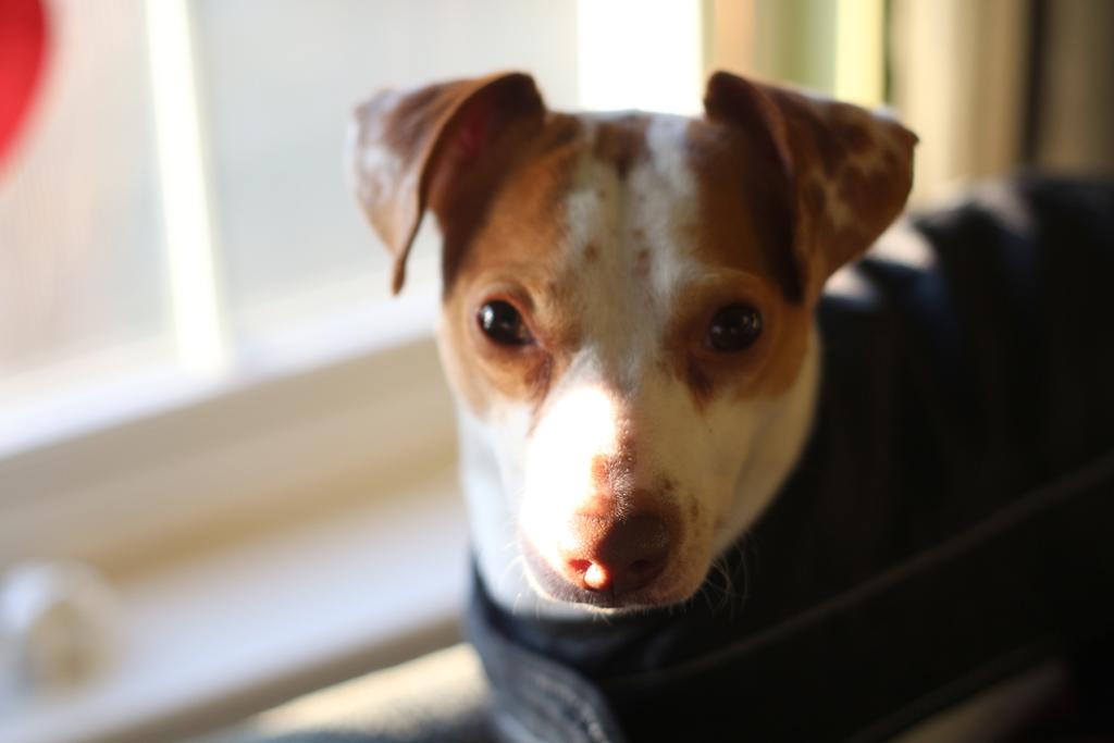 sharongoodspeed's tweet photo. #cute #tripod #rescuedog #petswithdisabilities #magnificientmax http://t.co/CUlVivQpOh