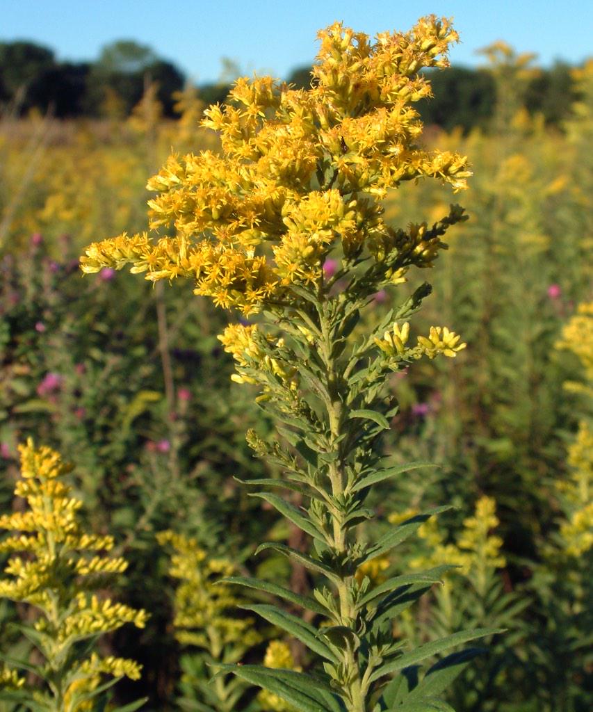 CarolinianHaney's tweet photo. Hey girl, are you a Canada Goldenrod? Cause you're an aggressive ruderal weed #BotanistPickUpLines #SuperBowl http://t.co/jp07B6Jkqm
