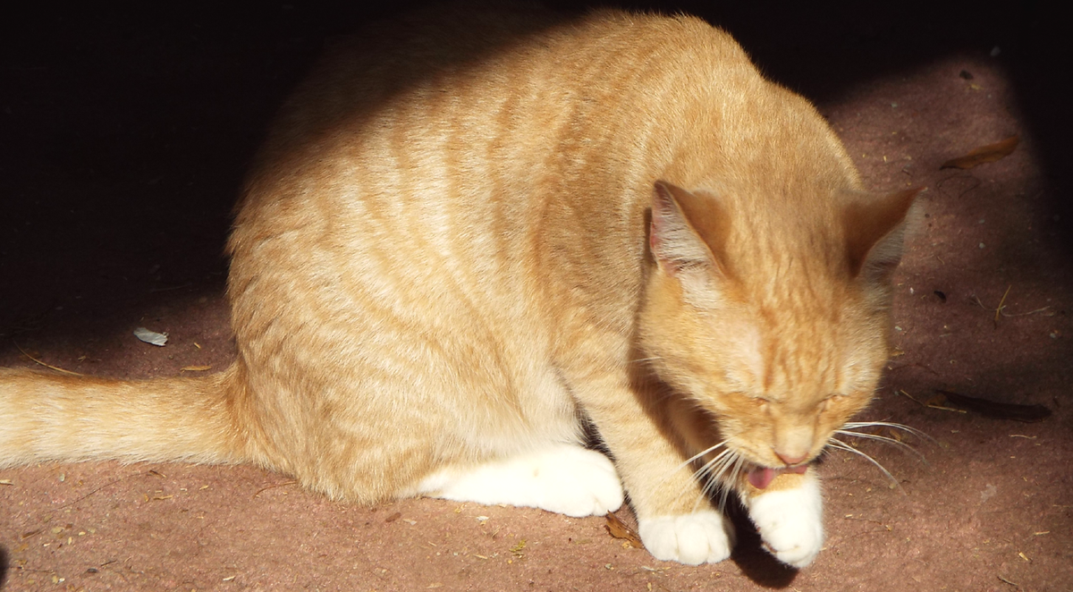 Rawtopia's tweet photo. "I take umbrage if you call me umber, I'm a ginger kitty, preparing for slumber!" 😽💕⭐💫 #ginger #Ginjee #RescueCats http://t.co/MCLr2H7lRW