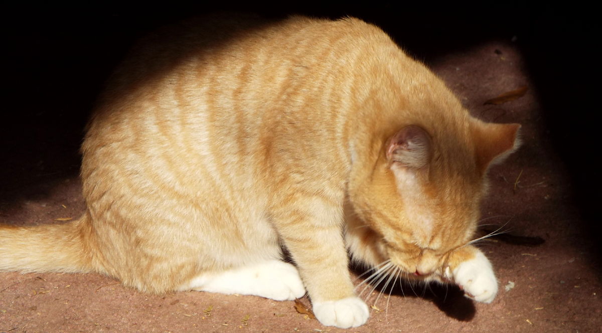 Rawtopia's tweet photo. "I take umbrage if you call me umber, I'm a ginger kitty, preparing for slumber!" 😽💕⭐💫 #ginger #Ginjee #RescueCats http://t.co/MCLr2H7lRW