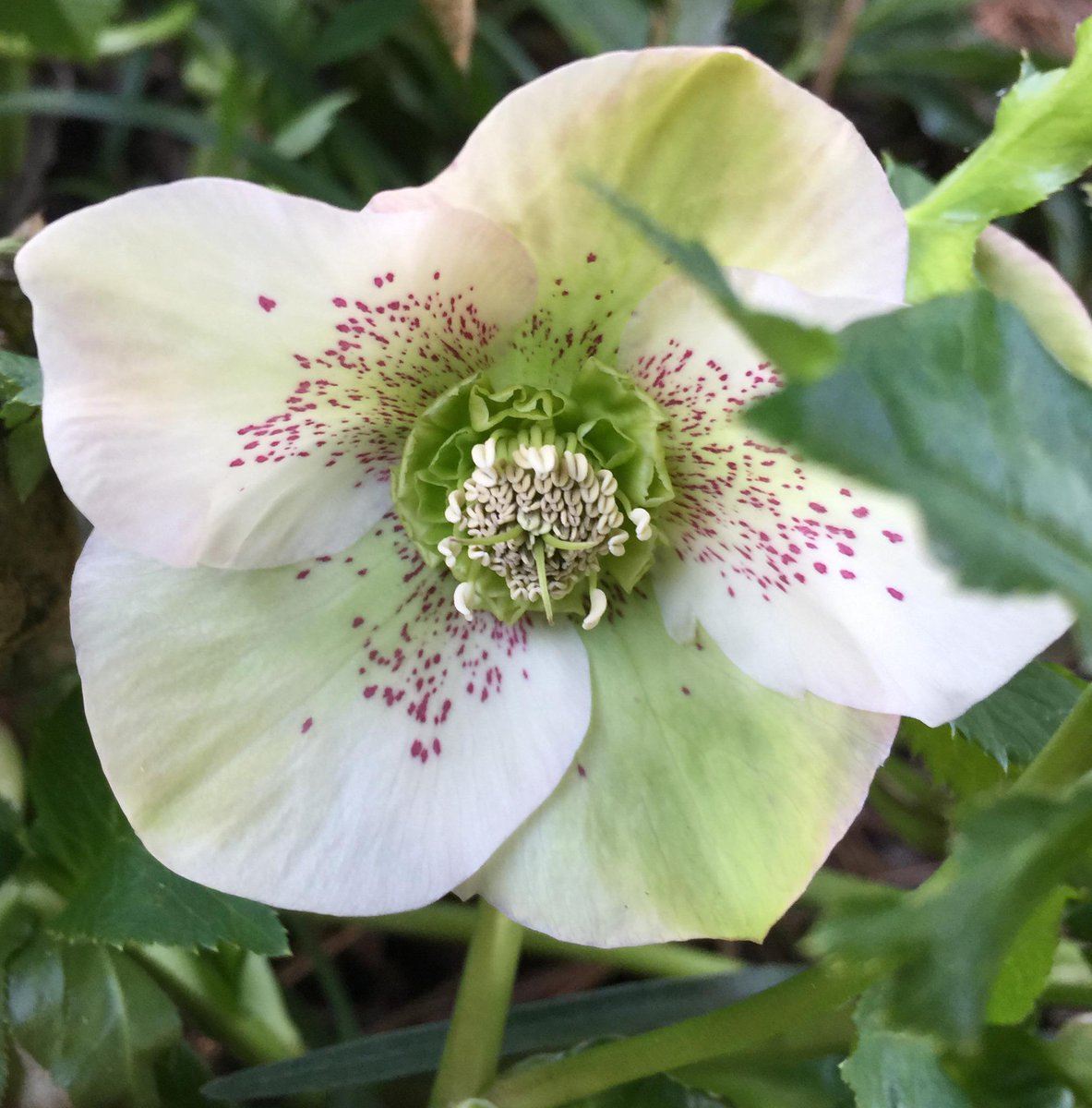 Look at these showstoppers located near the Xeriscape Garden.