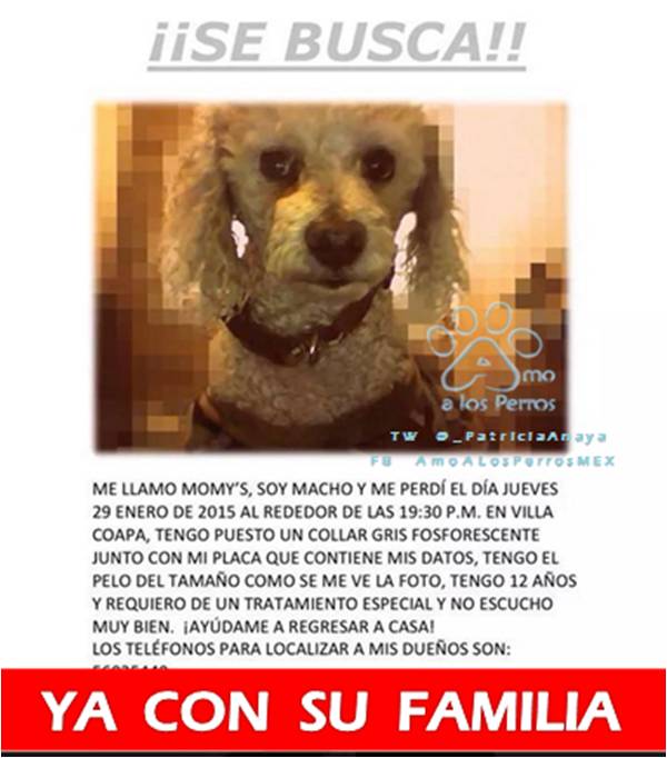 _PatriciaAnaya's tweet photo. PEQUE VIEJITO MOMYS YA REGRESÓ GRACIAS A  PORTABA PLACA #UnoMás GRACIAS X RT http://t.co/JGmsA416Tu @Vanebamba @pilarcelis @DoggyCommunity