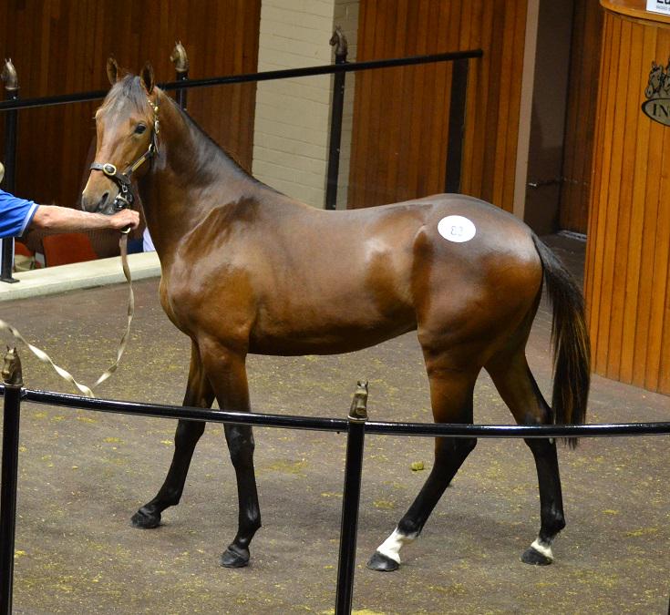 Lot 83 by <a href="/EmpireStallions/">Empire Stallions</a>' #RocknrollHanover colt from successful mare Led Suitcase fetches $75,000 at #APGVIC15