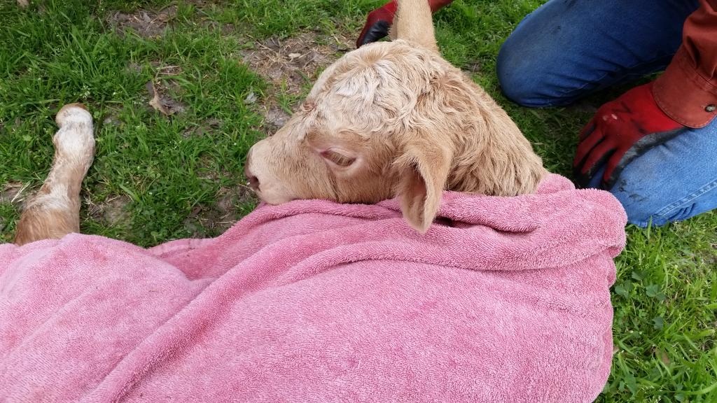 LindseyLB77's tweet photo. # lucky #calf #newborn #pulledcalf #leeranch #lostmother http://t.co/42UHRrE1SL