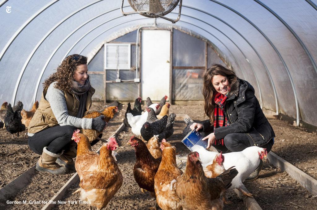 nytimesphoto's tweet photo. Bringing back commercial grain production on Long Island. Photos by @GordonMGrant: http://t.co/NljtJSpRRg http://t.co/yxMiFhtfRH