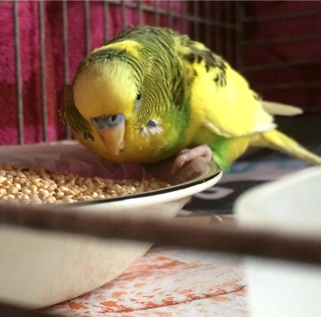 RobSuisted's tweet photo. Budgie search Wellington update #3. Refueling now, but pls RT and help find my mum. I'm near Tawa. #PetFound http://t.co/g6gdiu6Agl