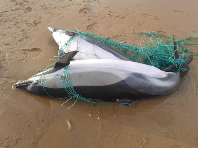 Delfines comunes vìctimas de las redes de pesca en Liencres #Cantabria cc <a href="/CEPESMA/">CEPESMA</a> <a href="/Circe_org/">CIRCE</a> <a href="/SECEM_/">SECEM</a> <a href="/Oceana_Europe/">Wesley Pemanton</a>