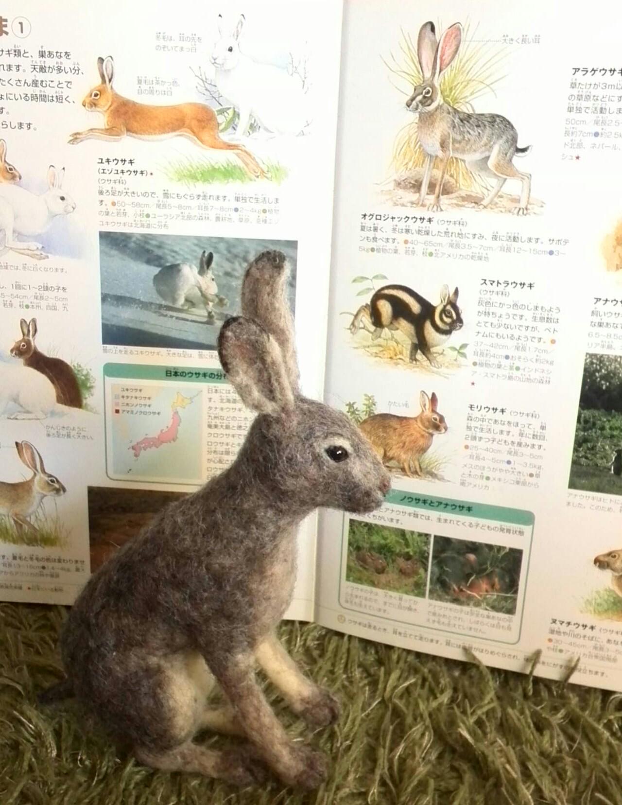 Studio Argali オグロジャックウサギ出来ました いつもはちょっと人間っぽいこですが 今回は初めてのちょっとリアルな感じ Http T Co Mobfvpxnrr Twitter