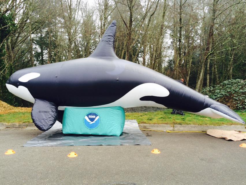 HUGE turnout 2help salmon& #Blackfish today! J-26Mike there too! facebook.com/whalescout/pho… @orcawild
