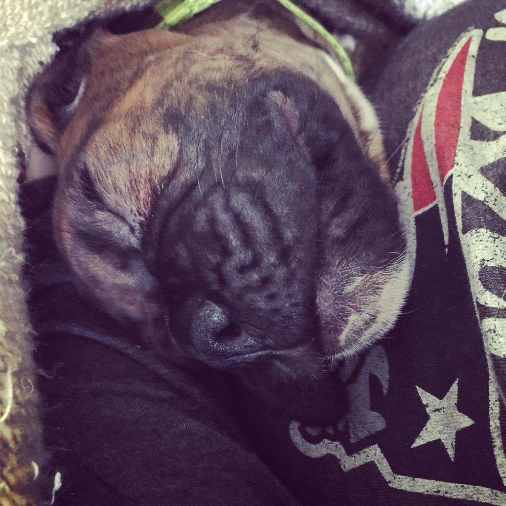 ashleyebee's tweet photo. @Patriots #PatriotsNation #patriotspets ready for tomorrow #brucetheboxersmith first super bowl http://t.co/C1z8QQtQlP