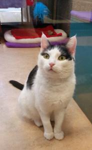 The Oregon Humane Society: what a world-class shelter looks like
animals24-7.org/2015/01/31/the…