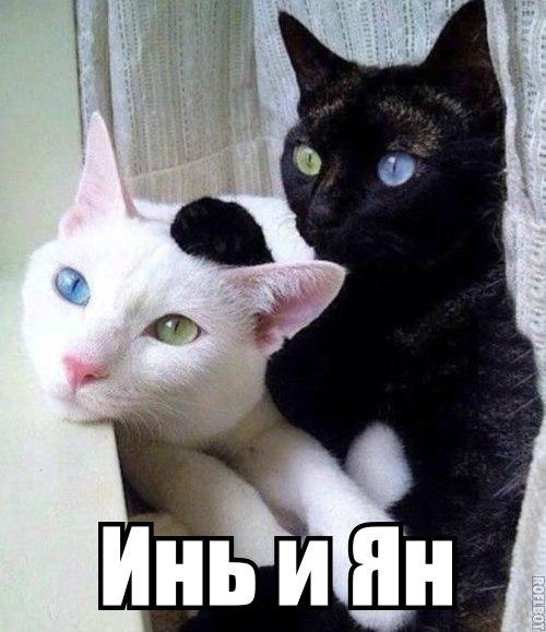 Ивангелина (@dinkafraymen) on Twitter photo 