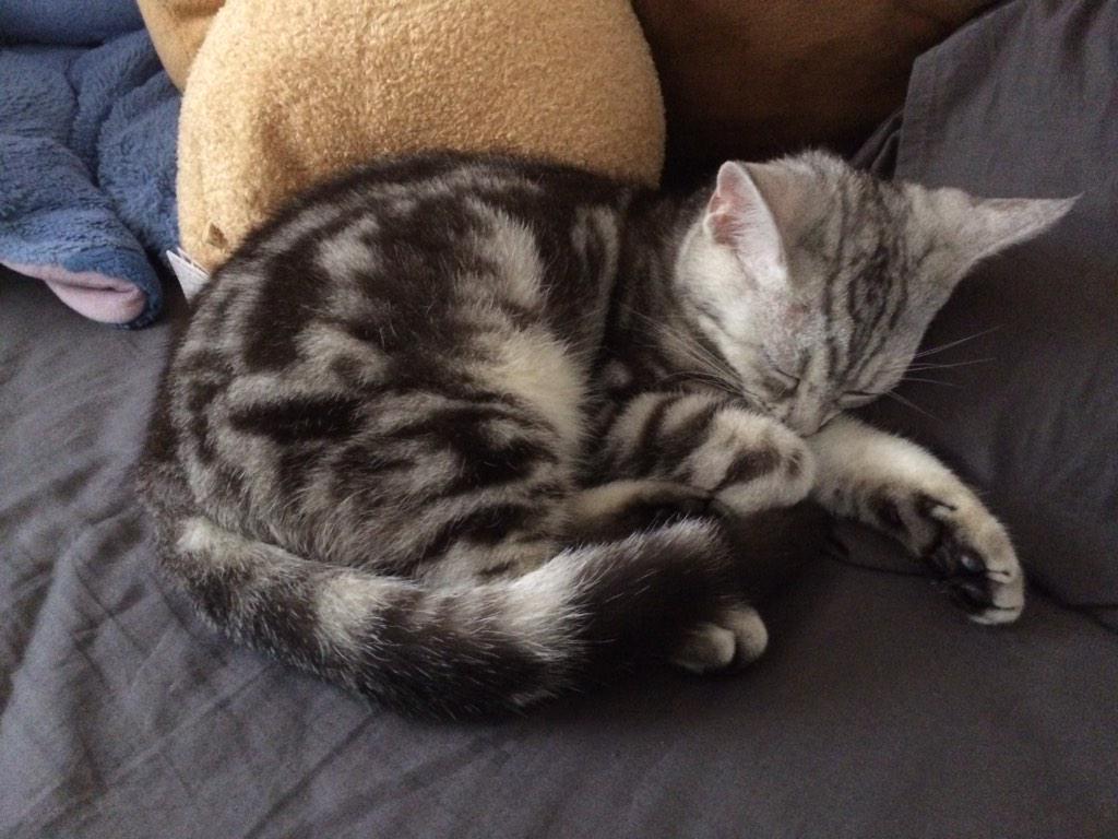 xiaotoumings's tweet photo. How cute is my kitteh #matchathecat http://t.co/142rM9S03S