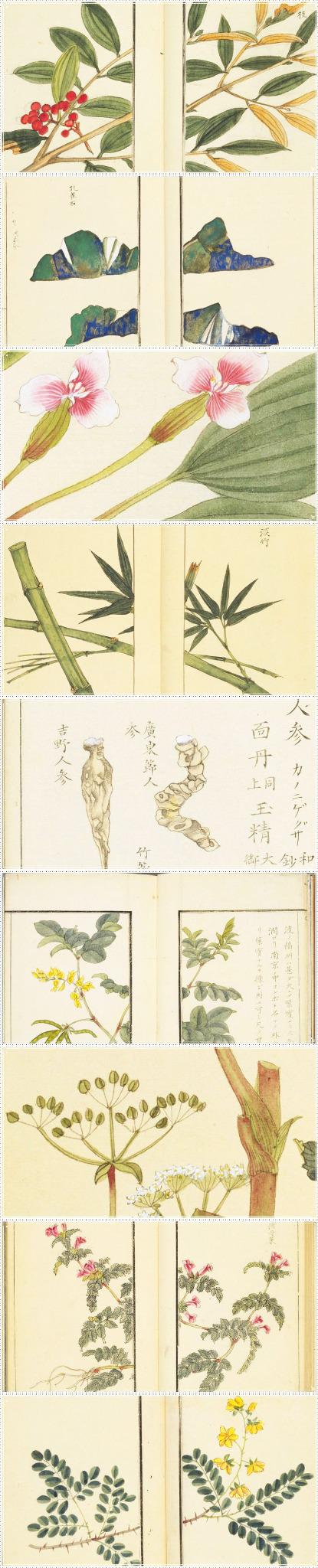 書格on Twitter 此套 本草图汇 共18册 31卷 其彩绘内容分为石类 山草类 芳草类 湿草类 毒草类 水草类 菜部柔滑类 竹类 香木类 乔木类 灌木类 寓木类 书中还对每种物品有文字介绍 日文 下载 Http T Co Fypzu84kte Http T Co Xgqb6p9wry Twitter