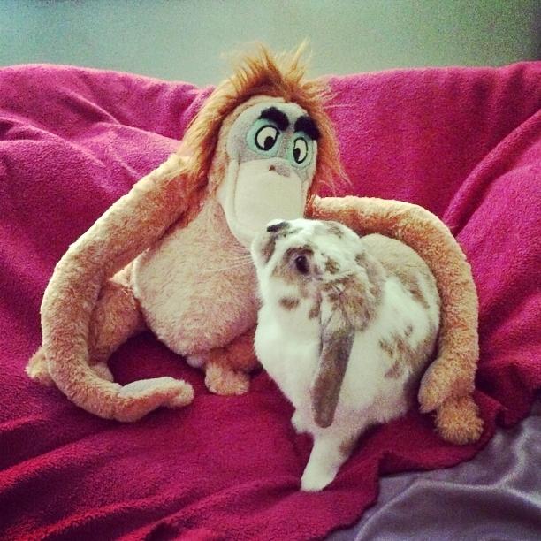 I loves my King Louie! 😘😍 #Kisses #JungleBook #OohOohOoh #IWannaBeLikeYou 🙈🙉🙊