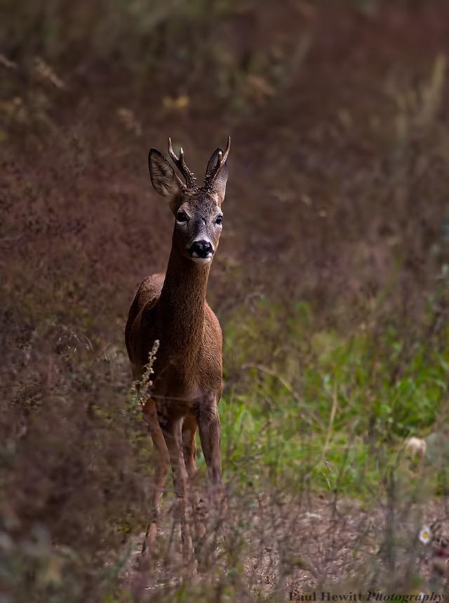 Found this little chap in the fields at home. #Hampshire