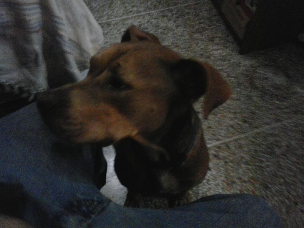 rubalic's tweet photo. @PerrosPCcs ayuda para encontrar a su dueño inf 04165211702 http://t.co/9d4BwvtwTl