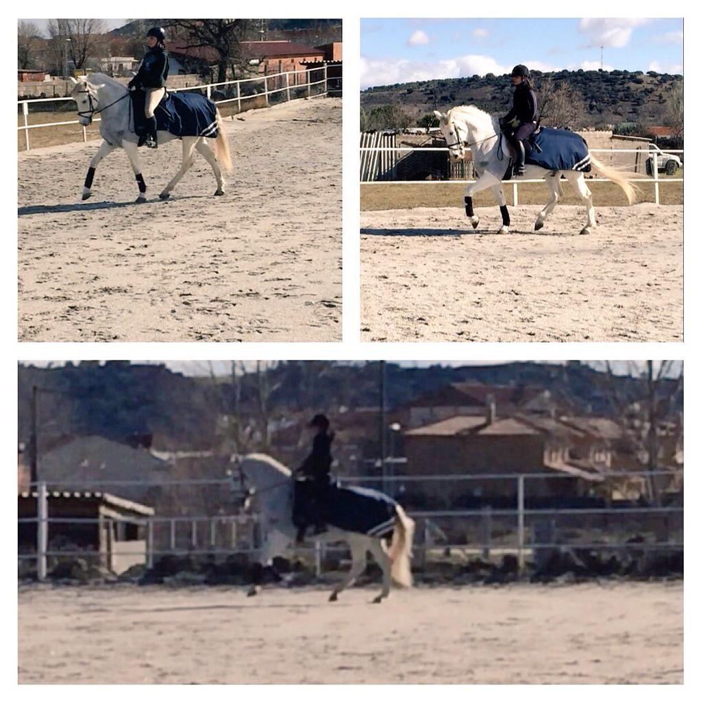 Aprendiendo a sentir la Doma Clásica