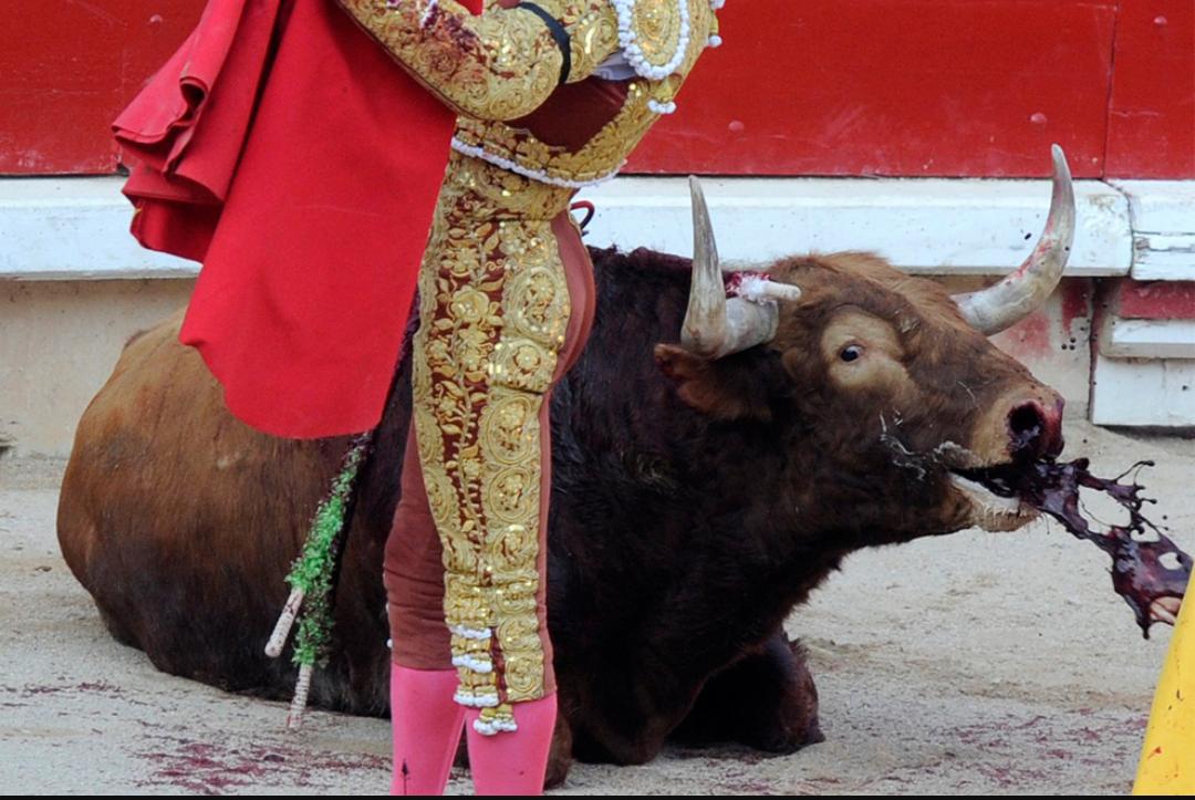 JovenesvsPoder's tweet photo. "España es capaz de ponerse delante de un toro, pero ve un libro y echa a correr". http://t.co/YTcnV1nKJE