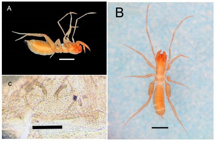 Publicado artigo sobre ocorrência de Schizomida (ARACHNIDA) em caverna de Goiás
blog.gpme.org.br/?p=7485