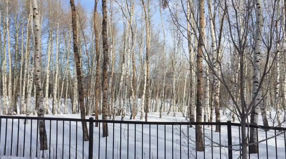 Adobe SpeedGrade tweet media