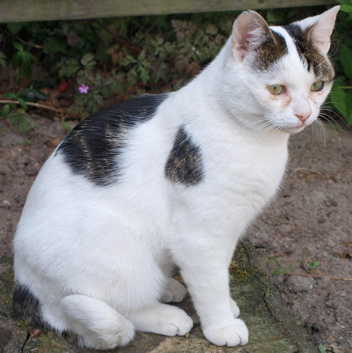 AnimalAlert's tweet photo. Vermist: kater, huiskat, wit/gemarderde vlekken, Emmen, 13-01-2015. Gevonden? http://t.co/qJCbdh6aD4 http://t.co/5bWUjMet8p