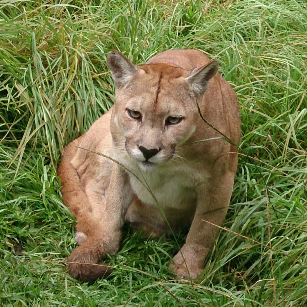 Pame_Gordon's tweet photo. La vida #SB49 y #AllYouNeedisEcuador #Pumas #animals http://t.co/L1fkbY82AH