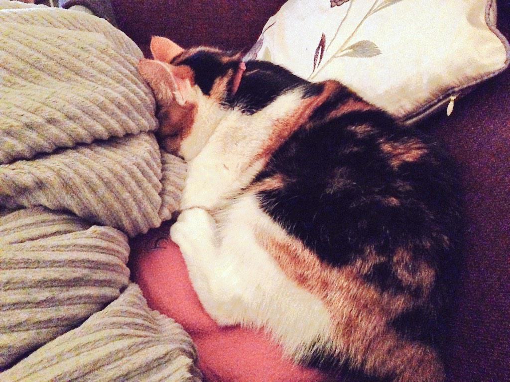 The #Sunday night fear has arrived. #cats
