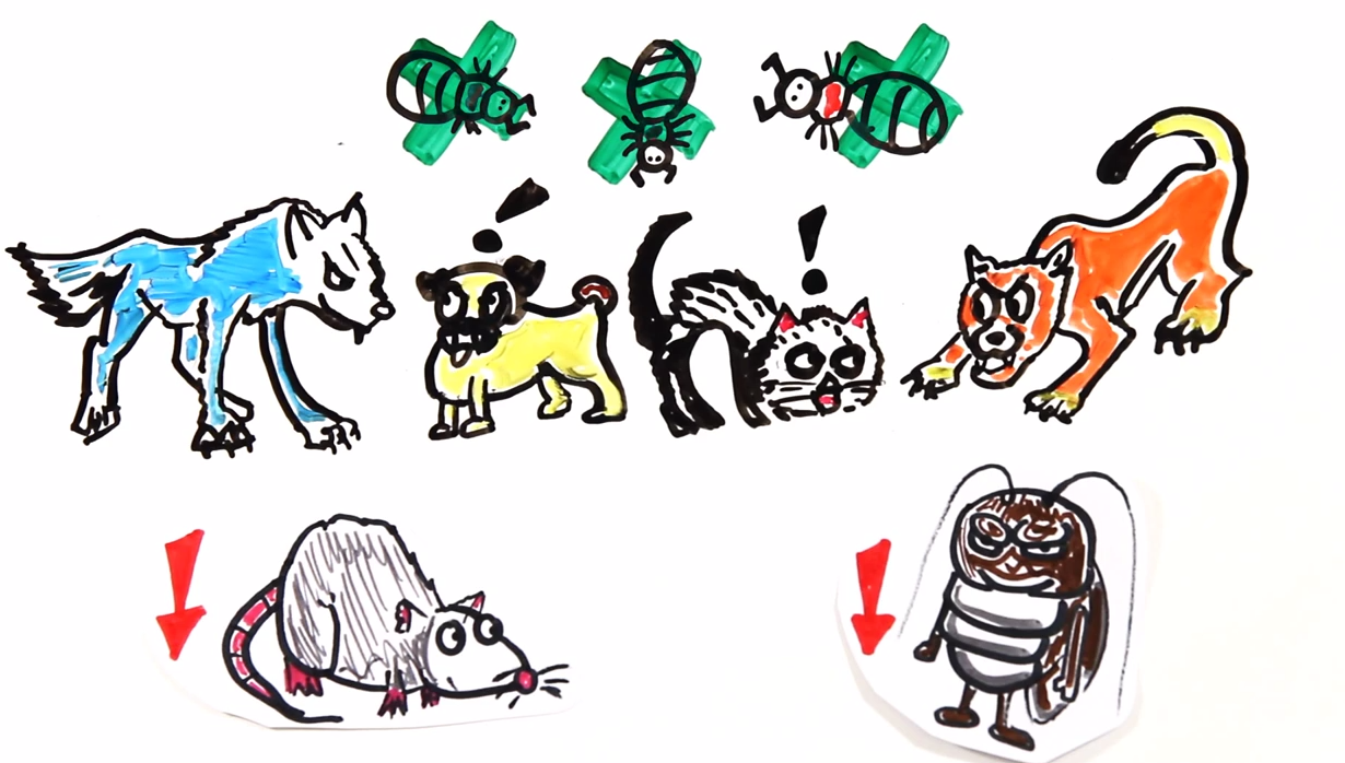 YouTube on X: &ldquo;What would happen to dogs and cats if humans 