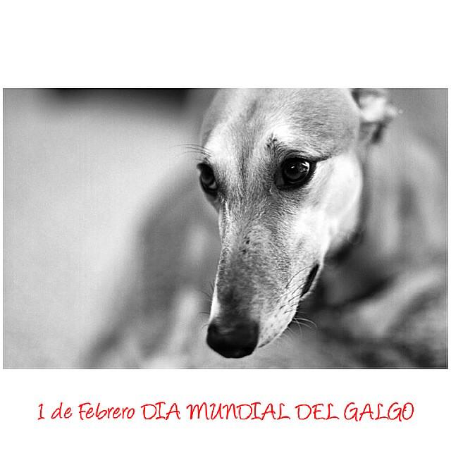 AzaharaySiria's tweet photo. Cd llega el final d la temp d caza,a muchos Galgos ls llega un destino aún peor q la vida d crueldad q ya han sufrido http://t.co/EKT35IyQba
