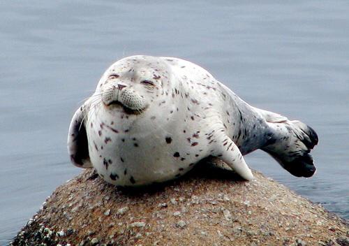 Happy birthday Harry this is a seal enjoy 