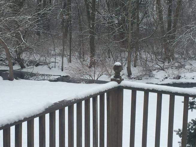 My backyard everything frozen but the stream Vegas tomorrow http://t.co/anbwAhKqjQ