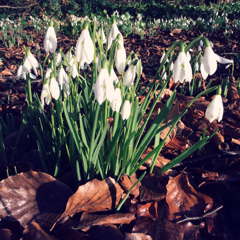 Elsham Hall tweet media