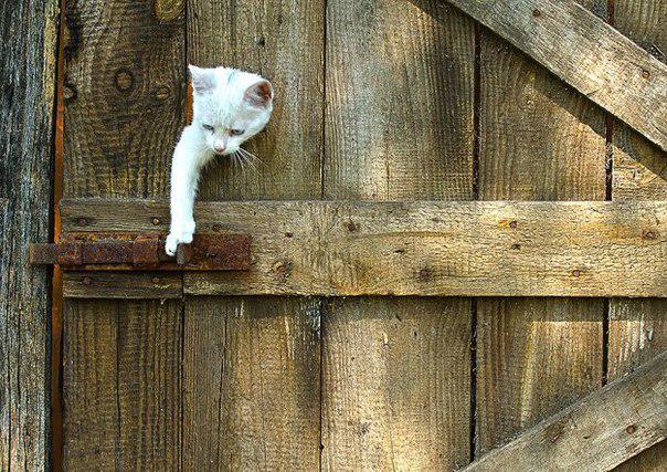 СВК (@svkrostov) on Twitter photo 
