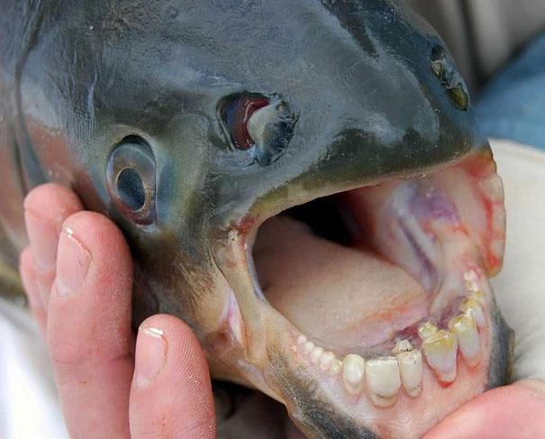kachuta55's tweet photo. 10 Strange Animals You Probably Didn’t Know Exist  http://t.co/6yLlNDo00f http://t.co/m4hDzM72Sx