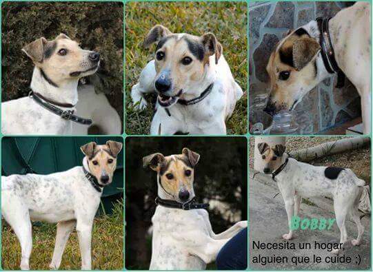 Rufopato's tweet photo. BOBBY, ADOPTADO! :) http://t.co/SZbKaYqAab